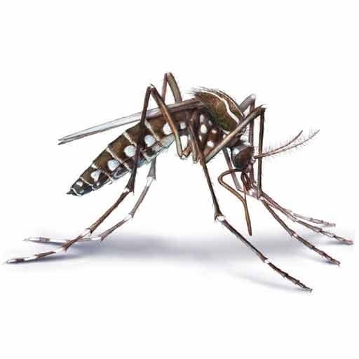 Mosquito repellent reviews